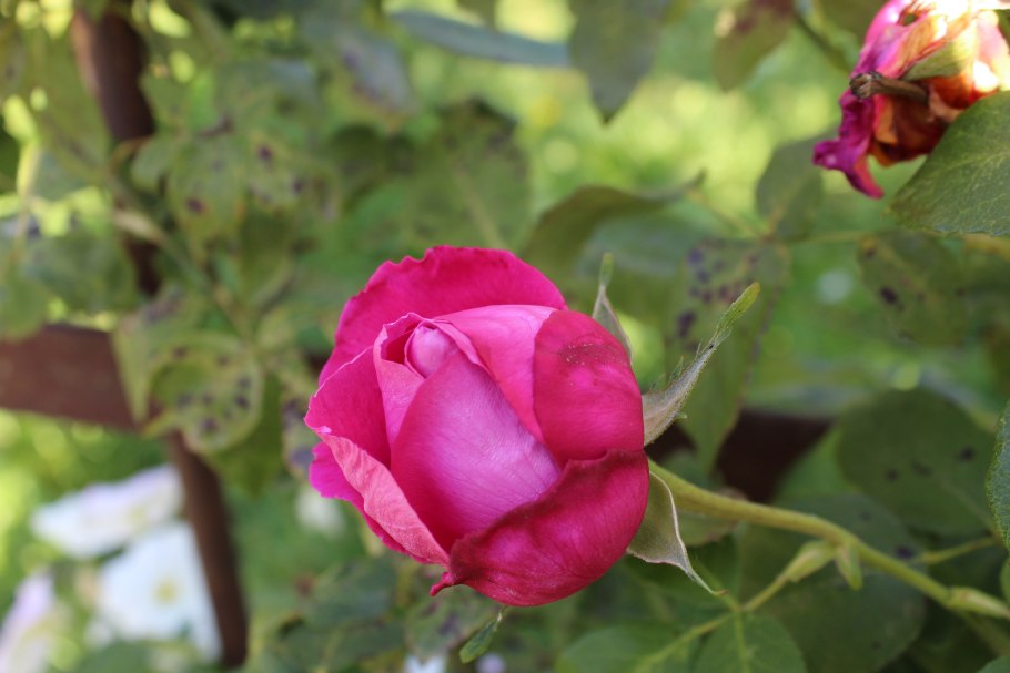 Роза плетистая дебют