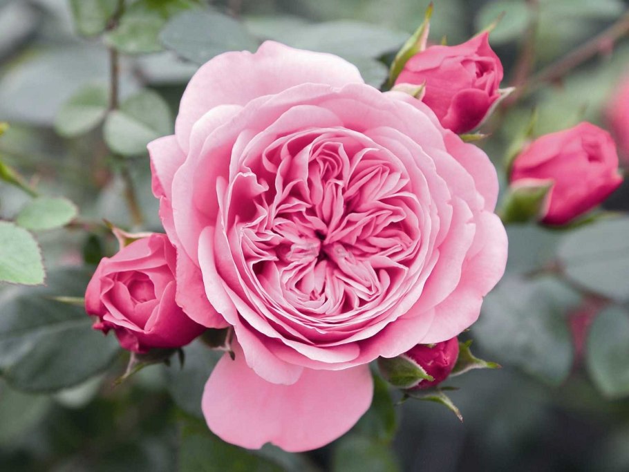 Роза ева плетистая