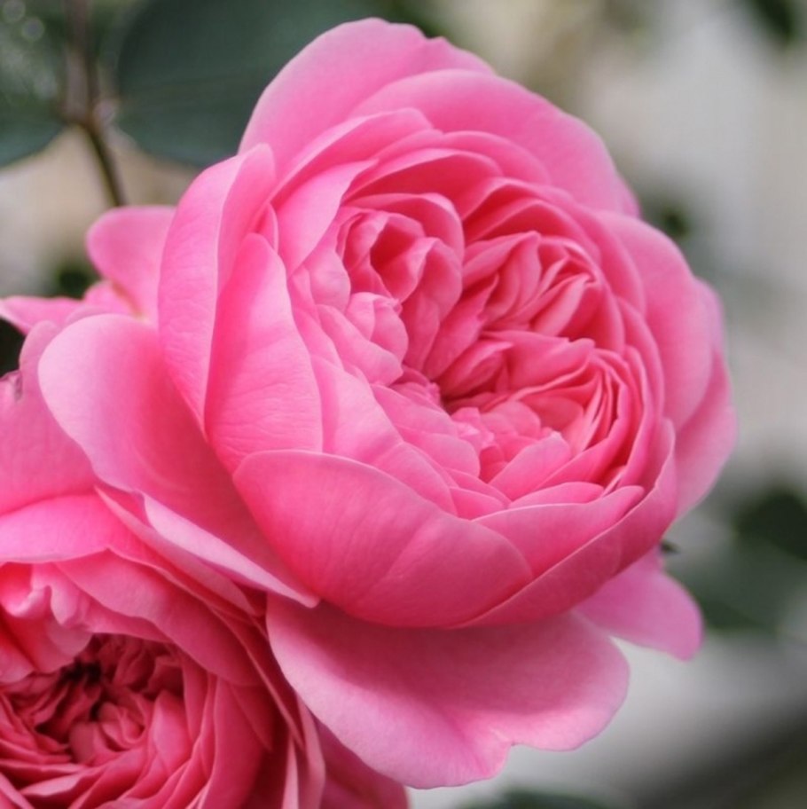 Роза Старлет роза ева