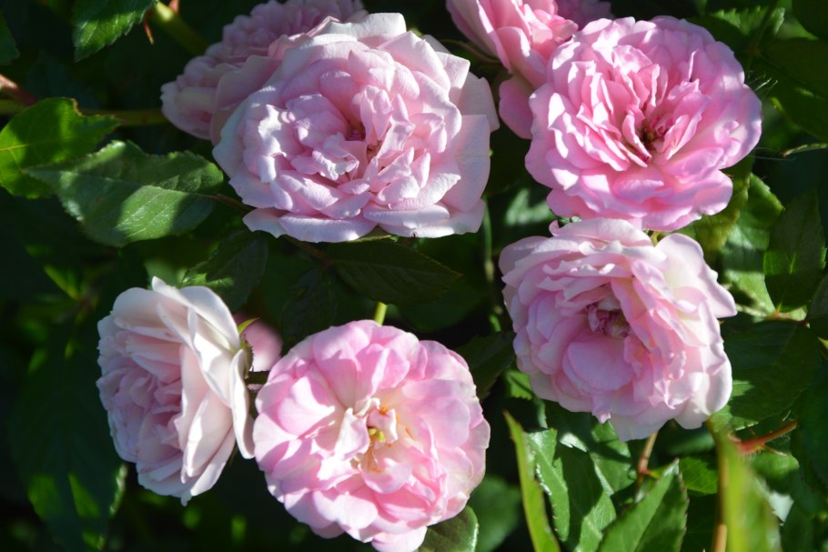 Роза ева чайно-гибридная