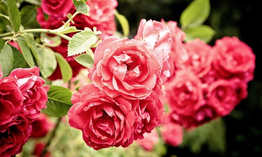 Плетистая роза ЭВА