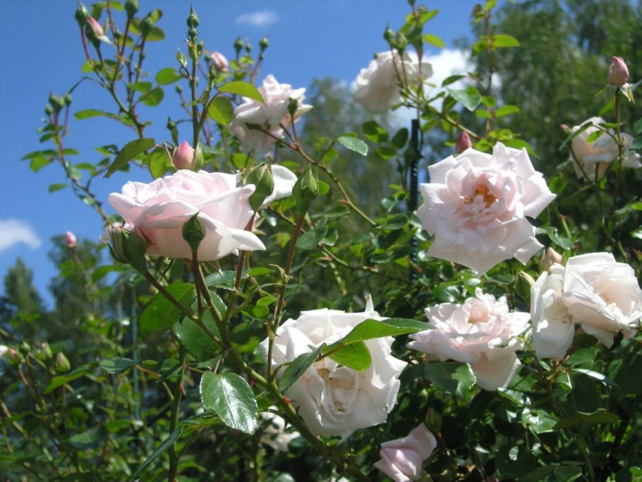 Роза ева плетистая