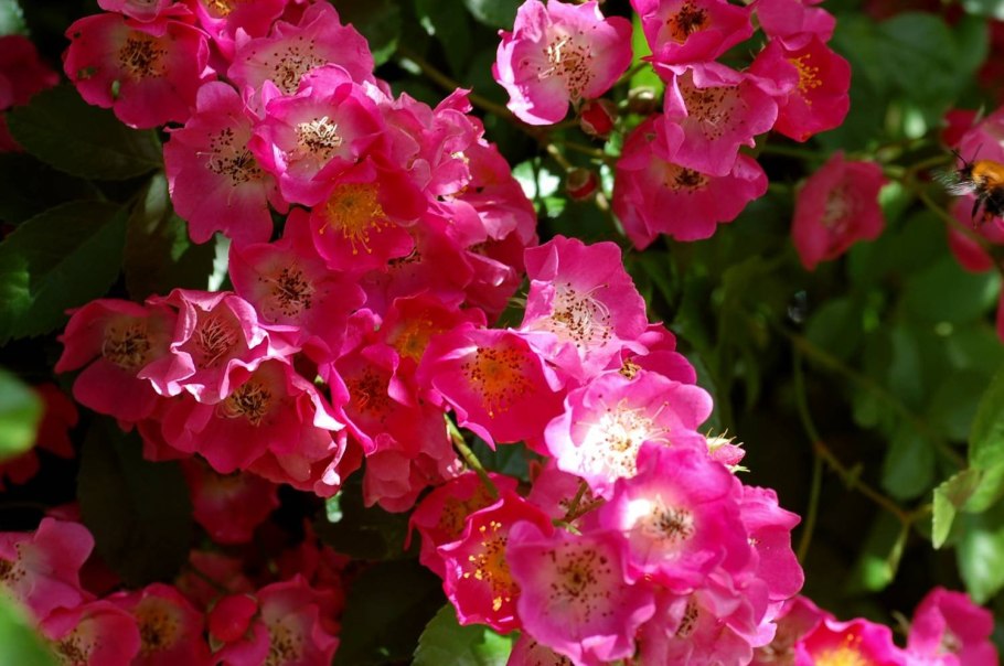 Роза Старлет Роуз ева