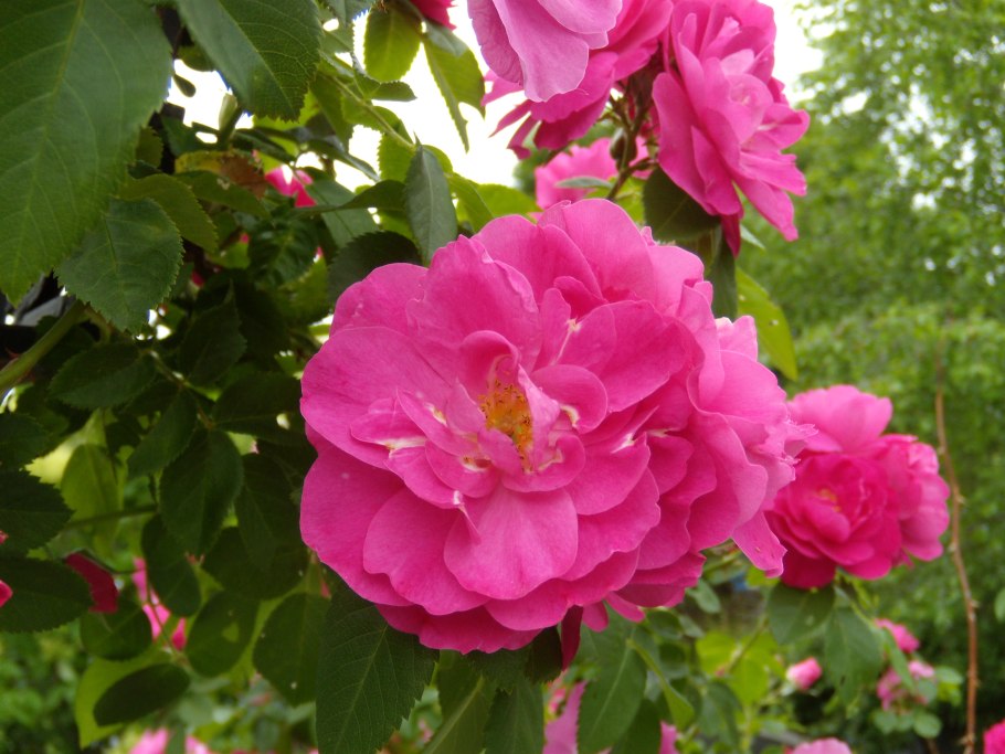 Роза плетистая Цветочная компания Харченко интернет магазин