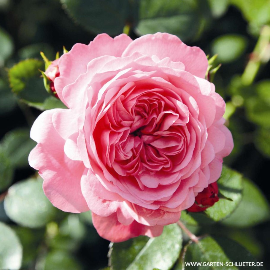 Роза ева Шуберт