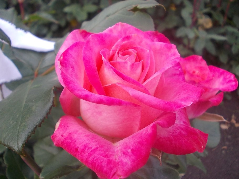 Роза Лагуна плетистая