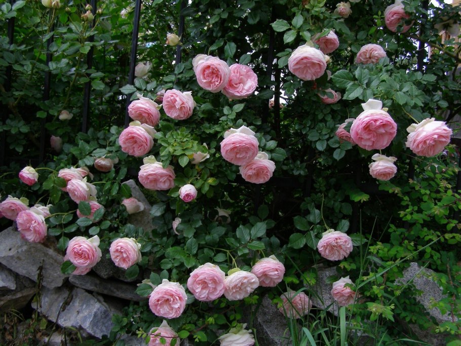 Роза ева плетистая