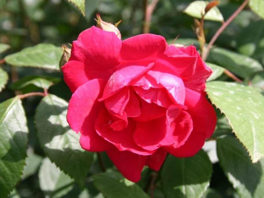 Роза ева плетистая