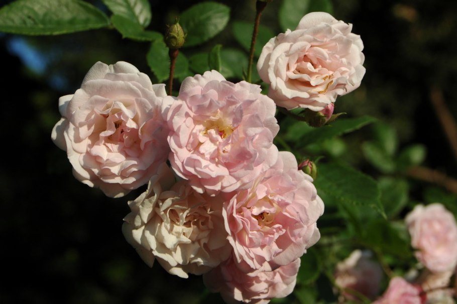 Роза плетистая роза Розанна