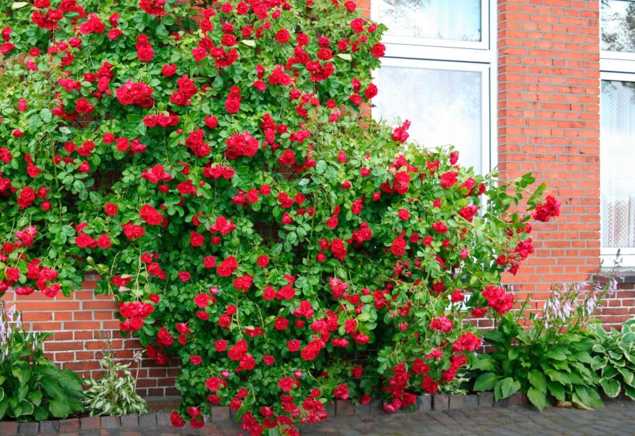 Роза деспот плетистая Сербия