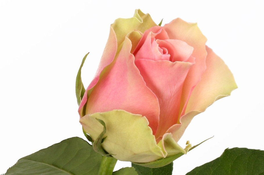 Феликс Леклерк роза плетистая фото