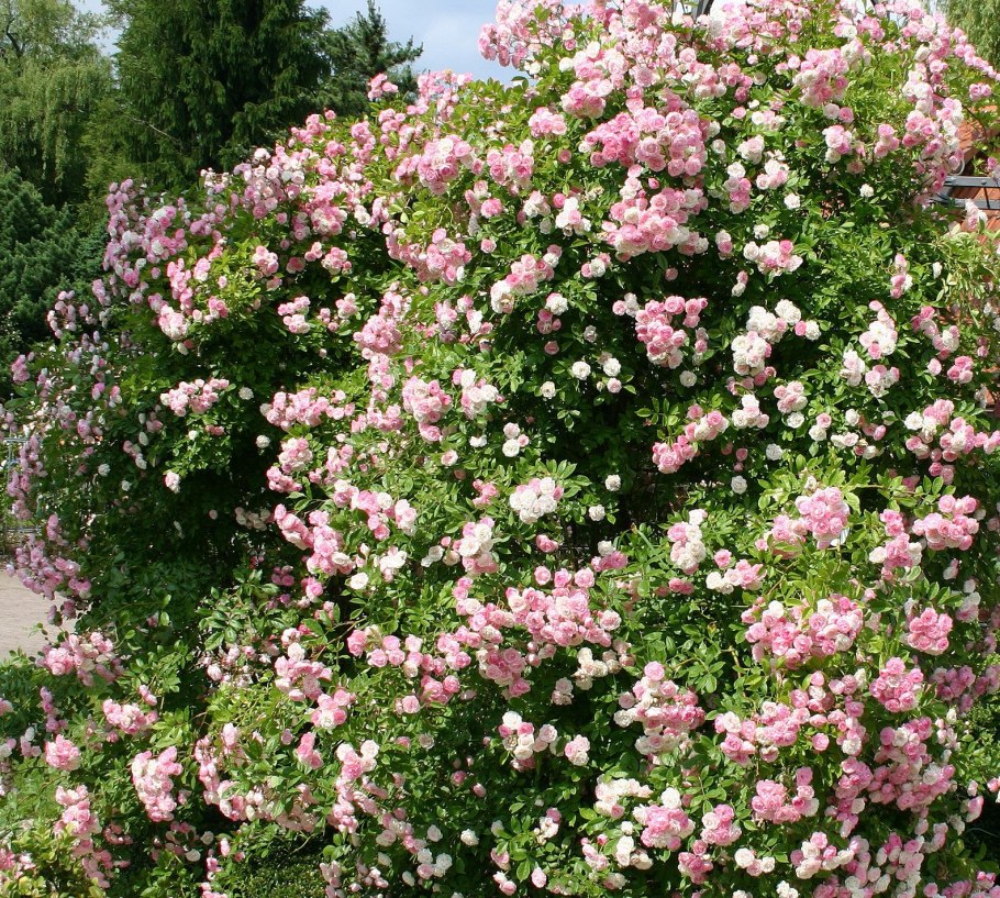 Розы братья Топалович