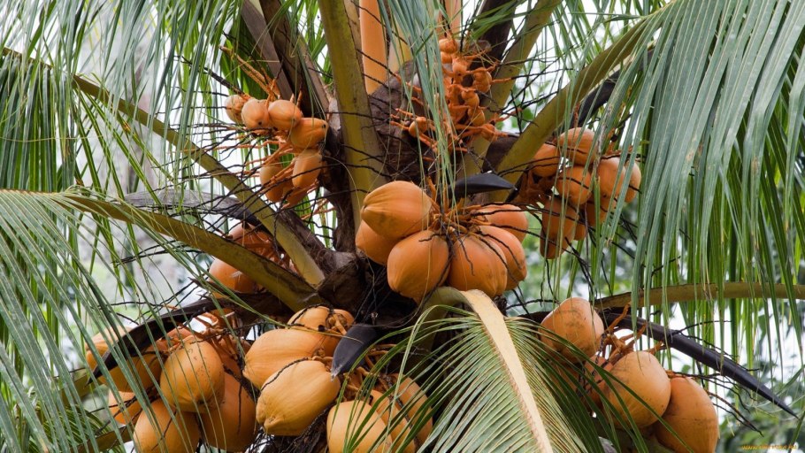 Кокосовая Пальма (Cocos nucifera)