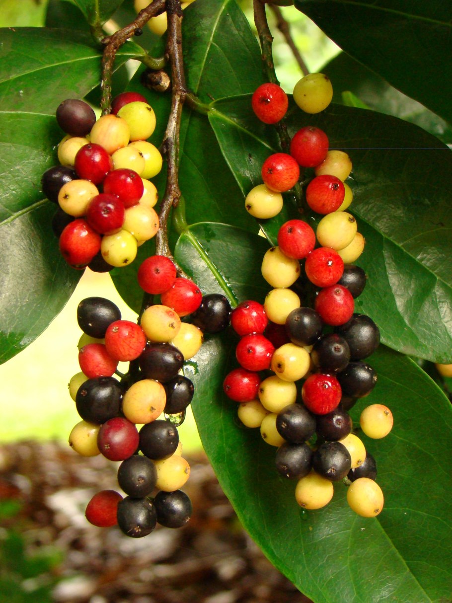 Тропические ягоды