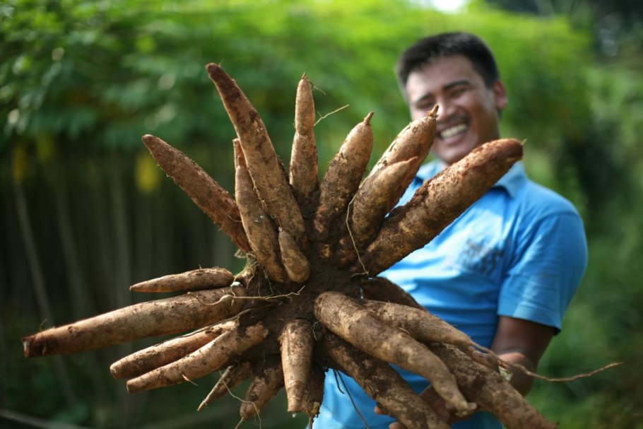 Кассава корнеплод