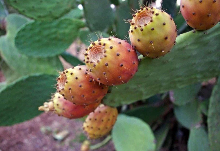 Opuntia Ficus-barbarica
