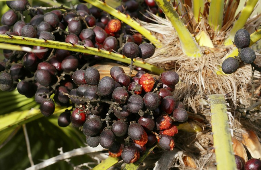 Хамеропс humilis плоды