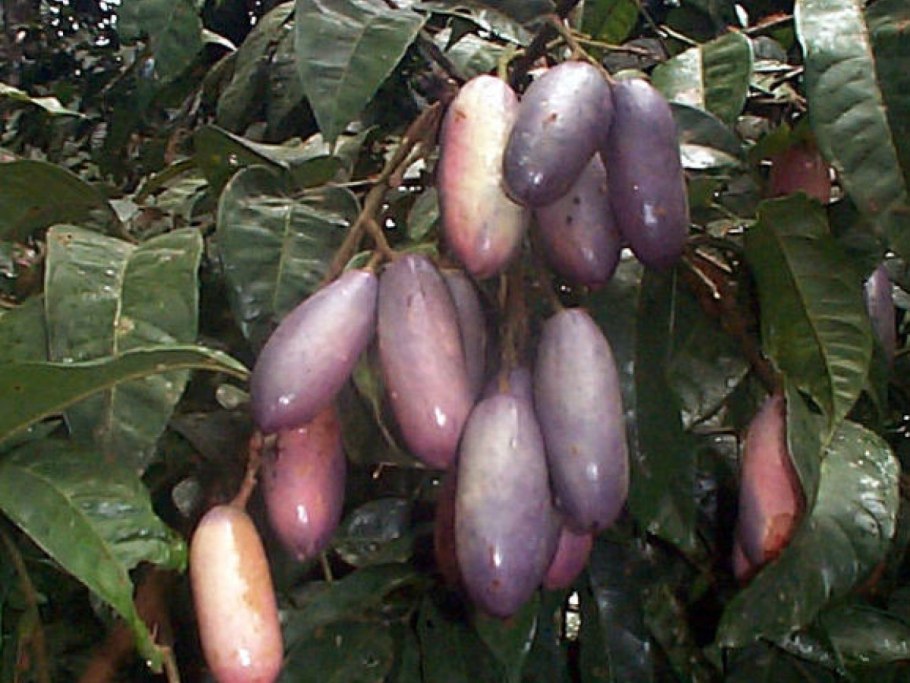 Дакриодес высокий dacryodes Excelsa