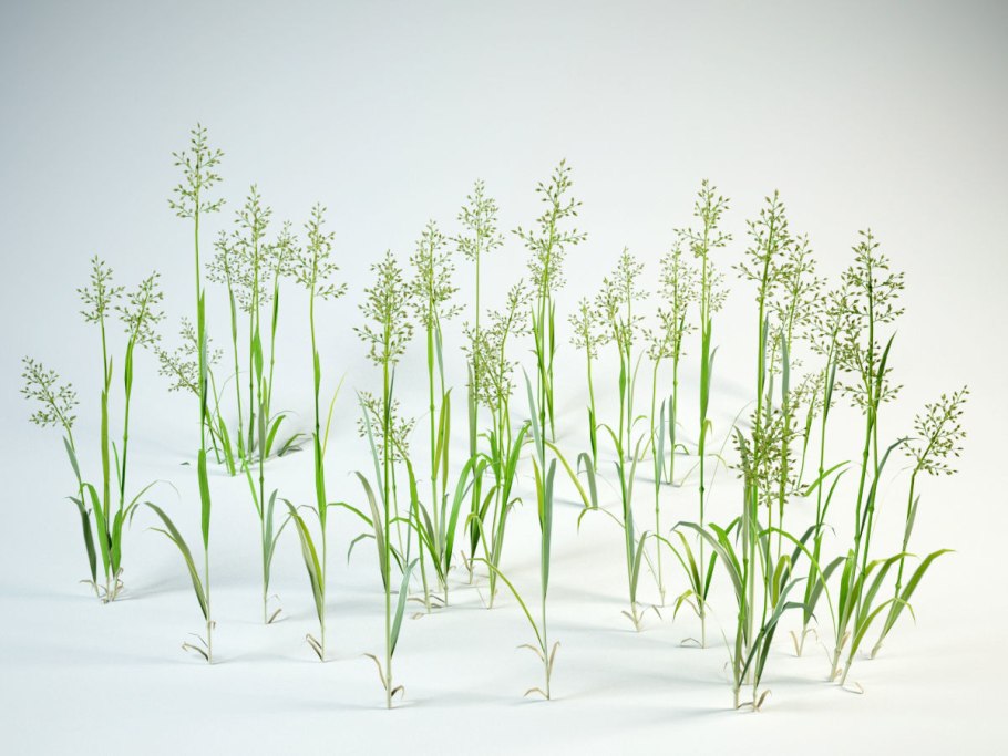 Овсяница Луговая (Festuca pratensis)