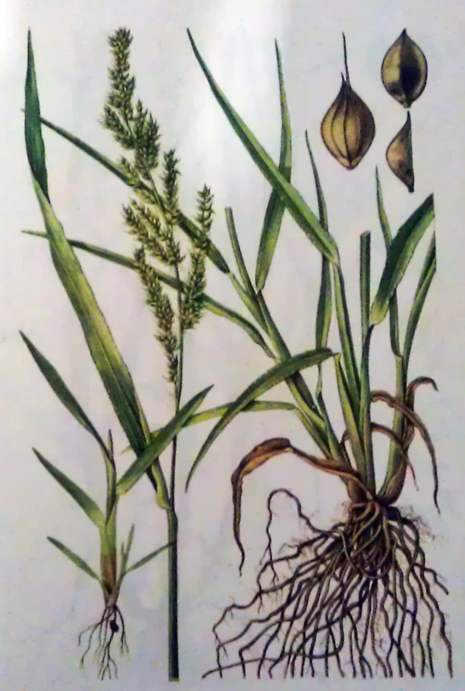 Ежовник обыкновенный