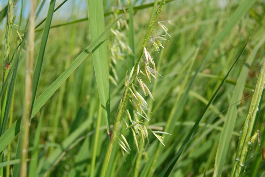 Однолетние двудольные и злаковые сорняки