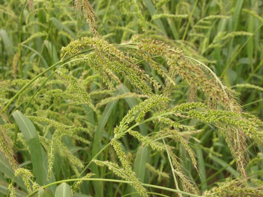 Сорго алеппское гумай