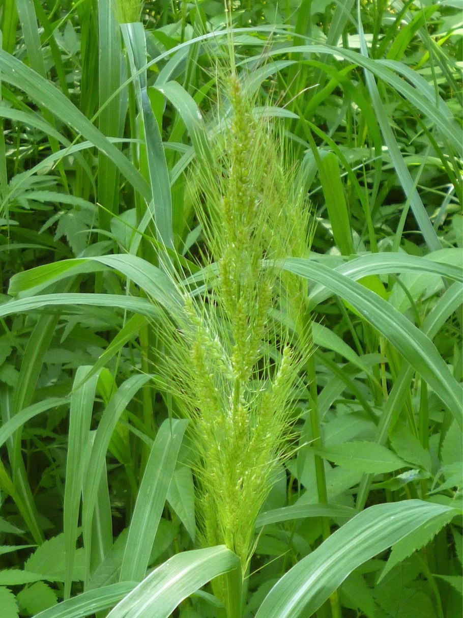 Ежовник петушье просо