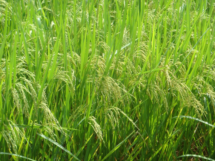 Злаки (Poaceae)