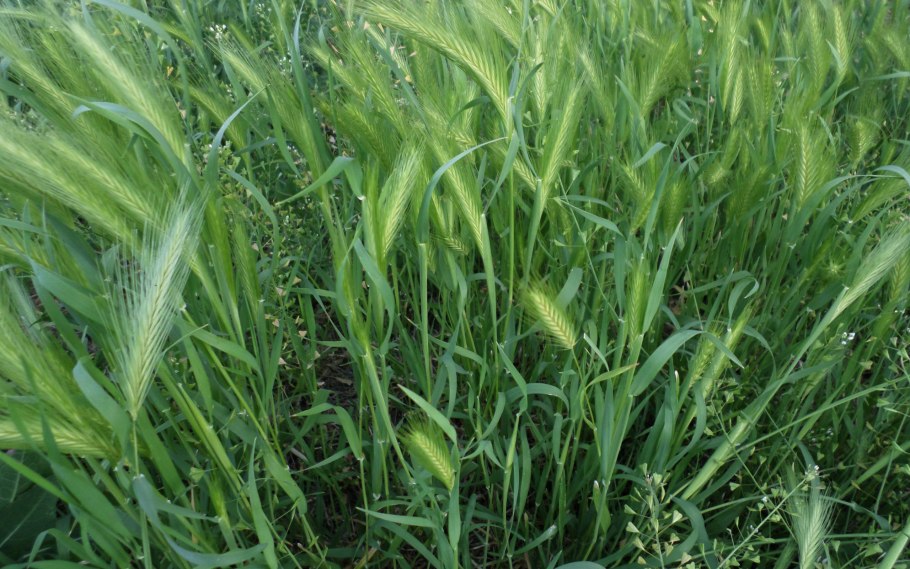 Сорные злаковые травы
