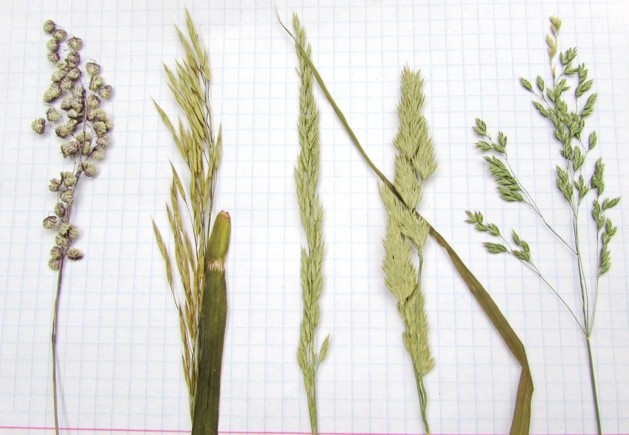 Пырей семена