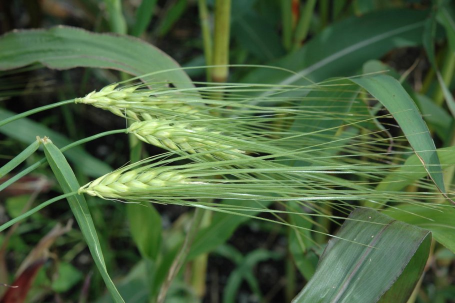 Колосок Anthoxanthum odoratum