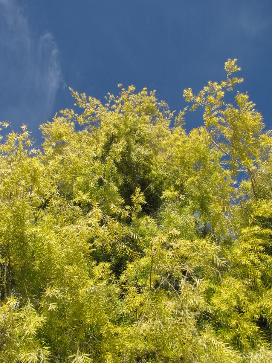 Кунцея ambigua