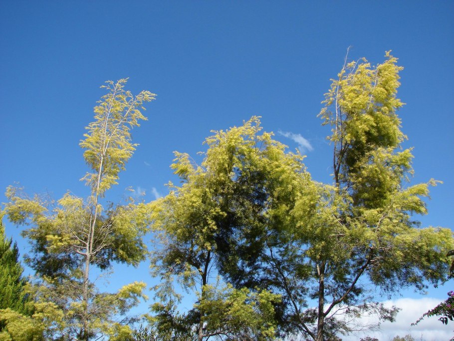 Мелалеука ланцетная (Мунах)