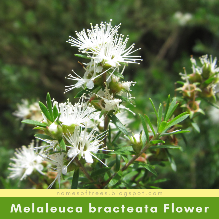 Melaleuca Брактеата