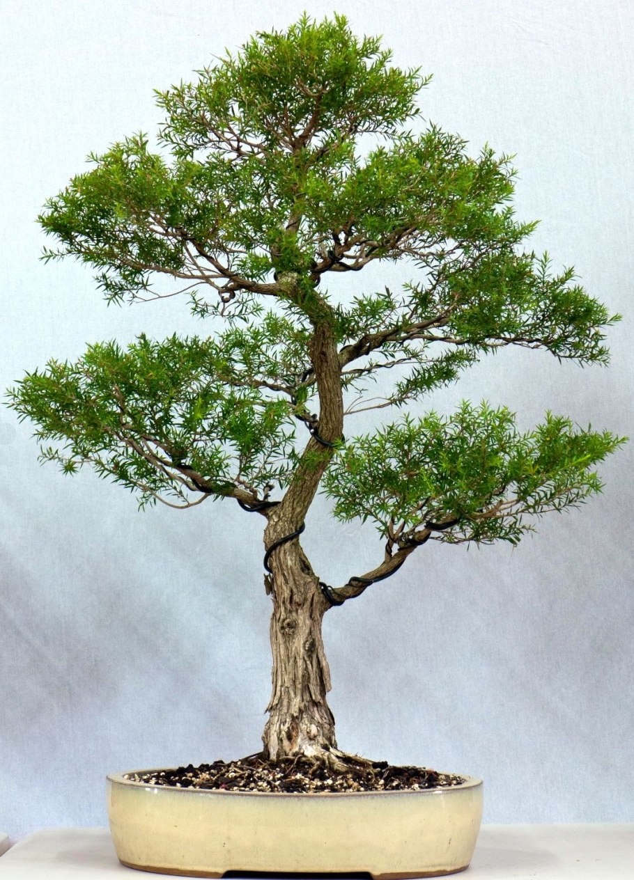 Чайное дерево Melaleuca alternifolia