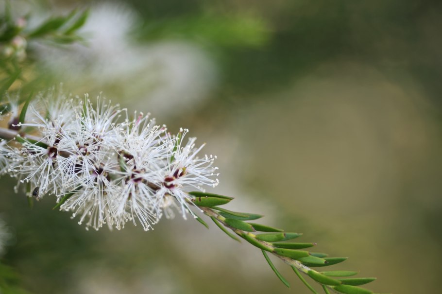Melaleuca alternifolia