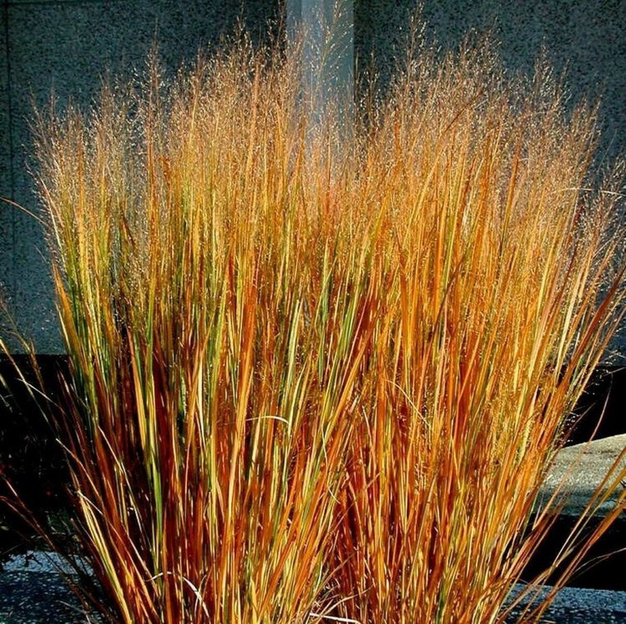 Blue Oat grass