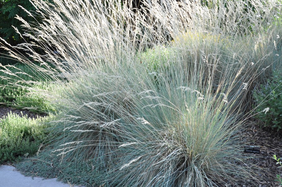 Овсец вечнозелёный ( Helictotrichon sempervirens)