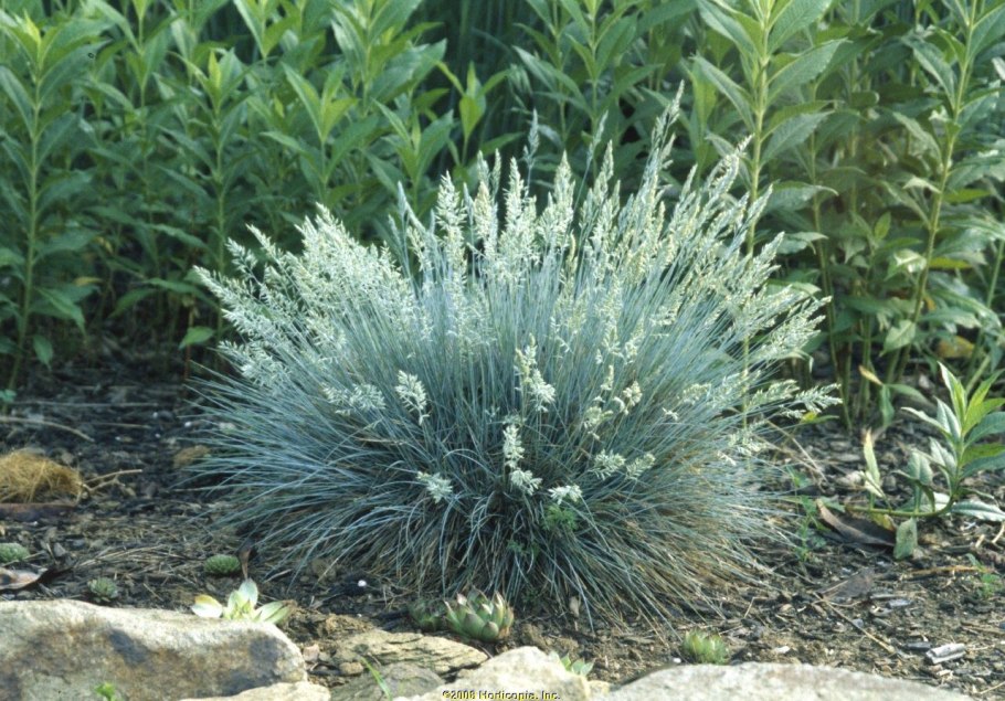 Просо прутьевидное ( Panicum virgatum 'Heavy Metal')