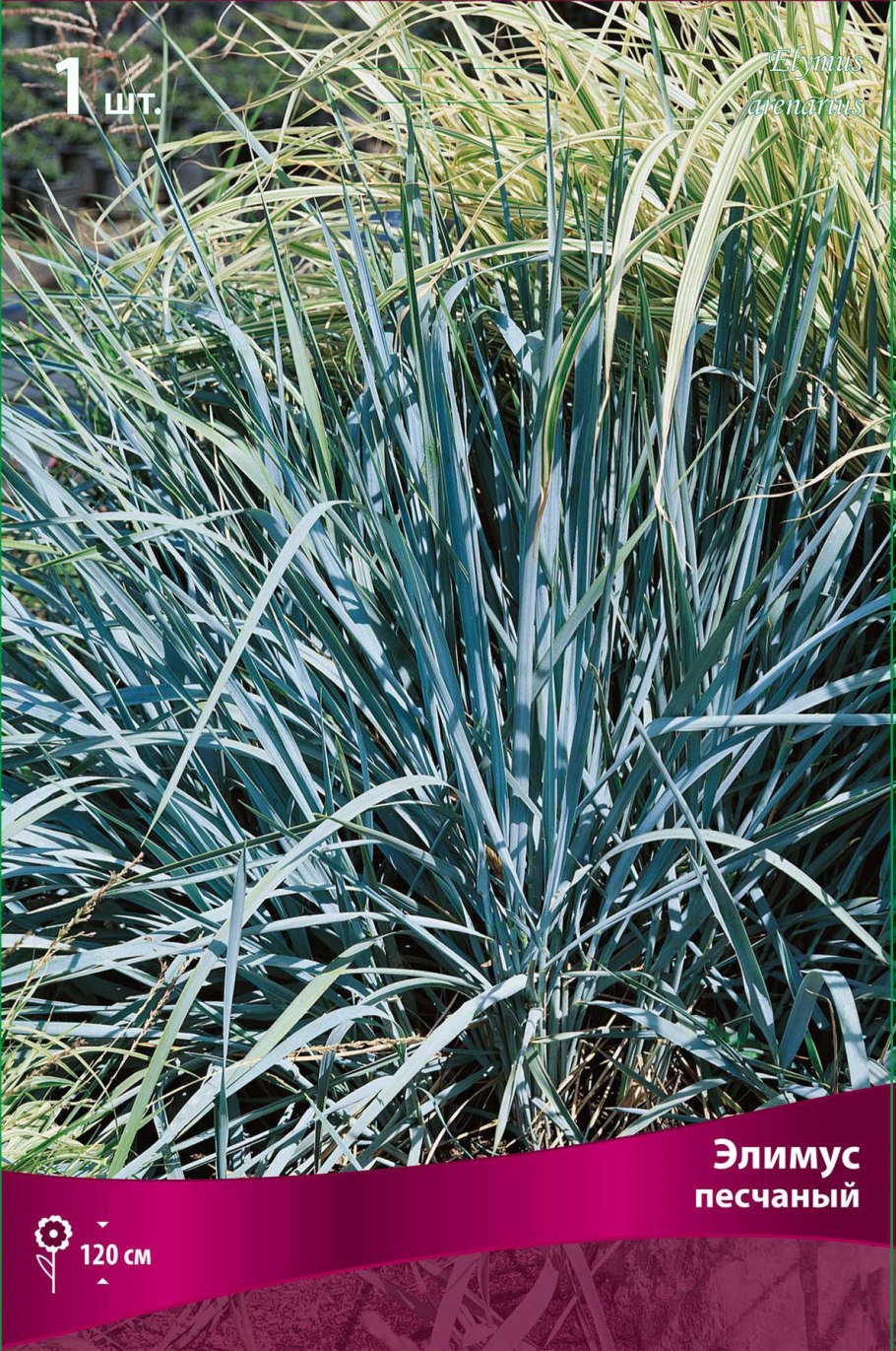 Овсец вечнозелёный ( Helictotrichon sempervirens)