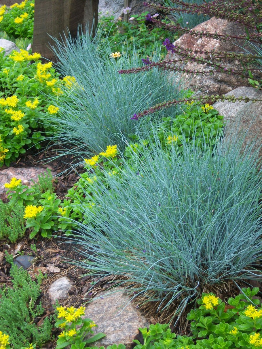 Овсяница сизая (Festuca glauca)