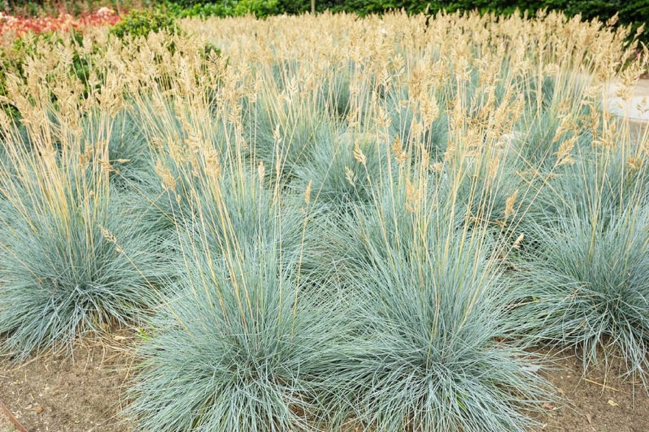 Овсец вечнозелёный ( Helictotrichon sempervirens)