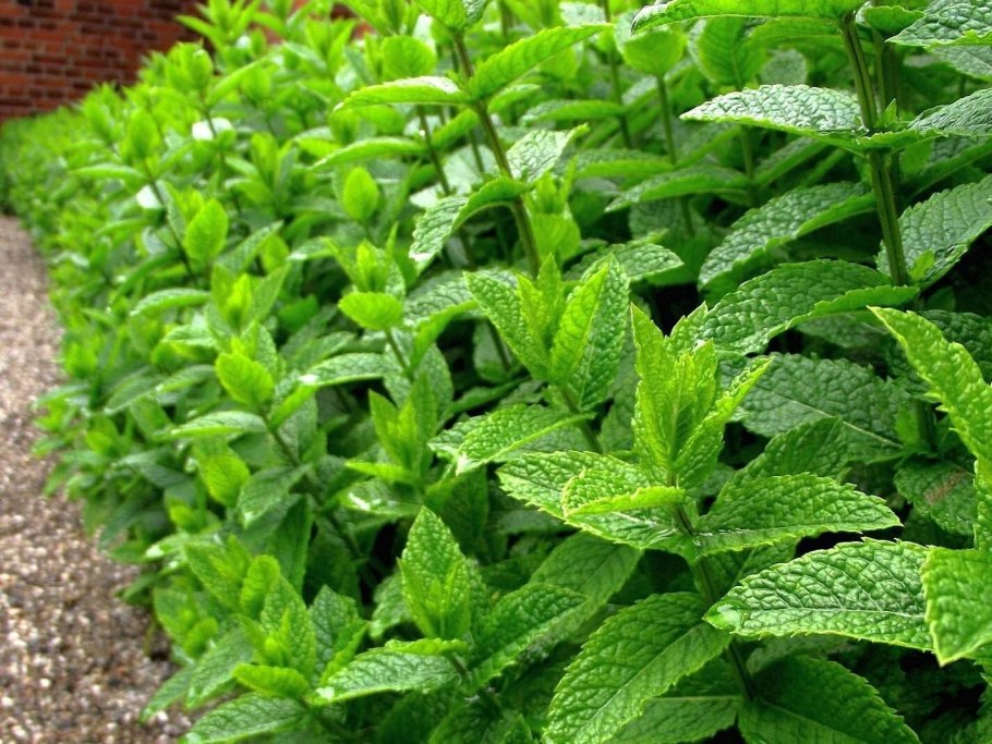 Мята длиннолистная (Mentha longifolia