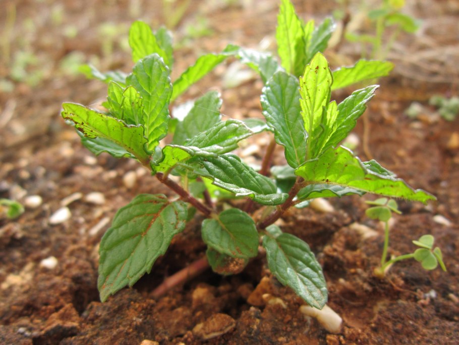 Мята перечная Garden Mint