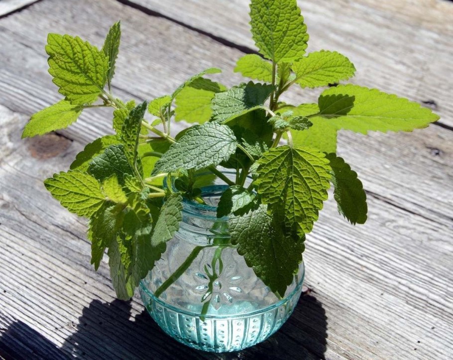 Мята перечная куст