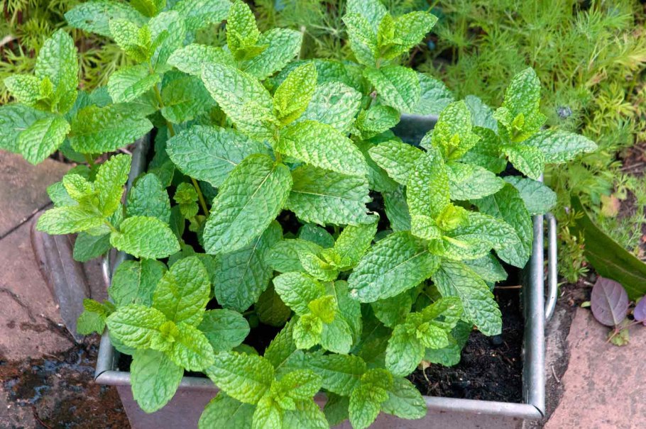 Мята москвичка