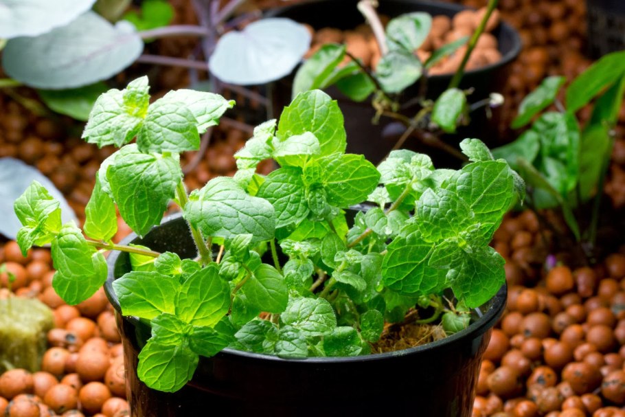 Мята перечная рассада