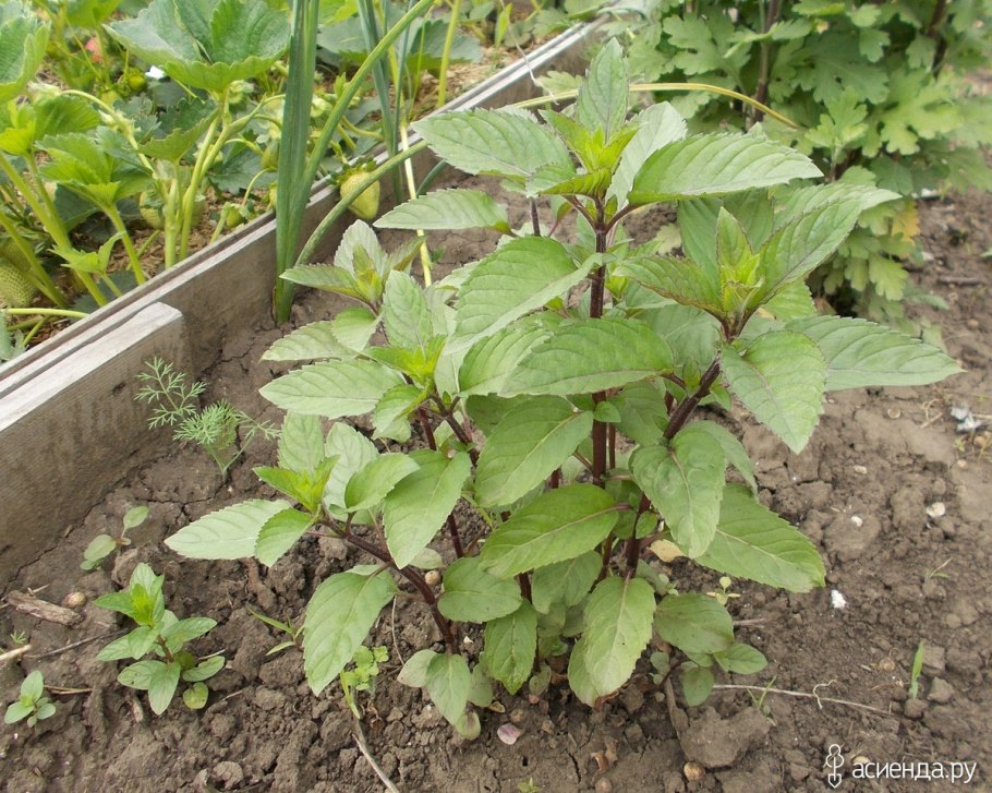 Мята перечная куст