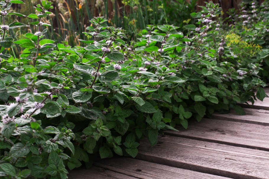 Мята перечная холодок