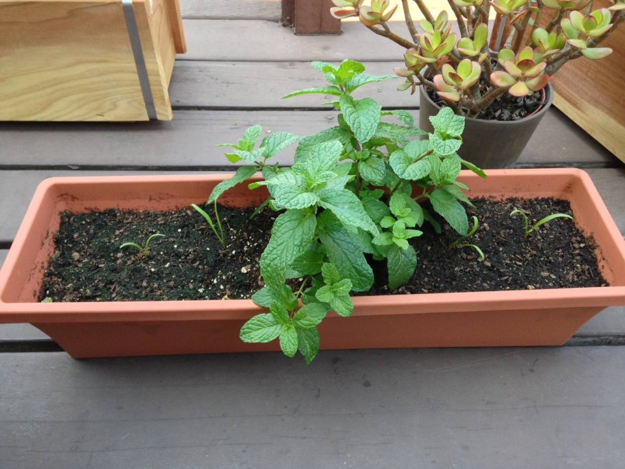 Мята перечная сорняк